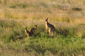 Picture of kangaroos in the grass