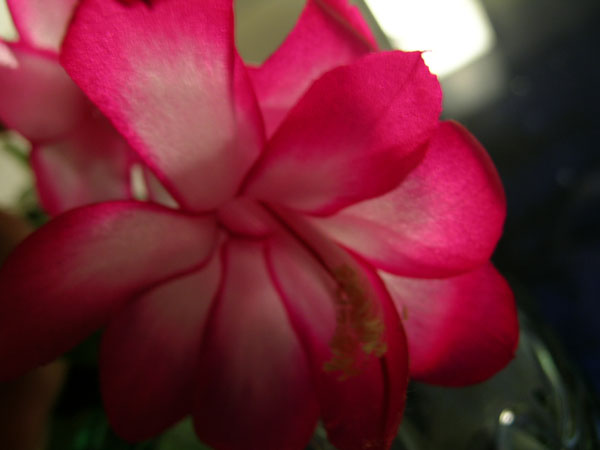 flower (50)